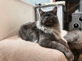 Maine Coon Stud duties GCCF &TICA registered