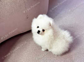 Amazing rare white high class Pom puppies for sale