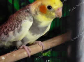Cockatiel