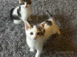 Kittens, 2 boys, tabby/white, unusual markings, 8 weeks READY NOW