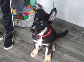 German shepherd cross husky