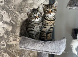 2 beautiful Female kittens