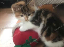 8 week old kitten for sale