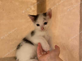 Last kitten left looking for his forever home