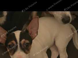 Jack russell pups for sale sale yorkshire