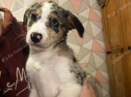 Blue merle border collie 2024 price