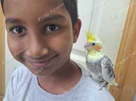 Silly hand tame cockatiel for sale