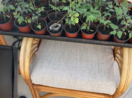 Tomato plants