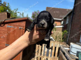 Cocker spaniel puppy's