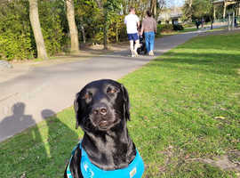 Labrador 1 year old