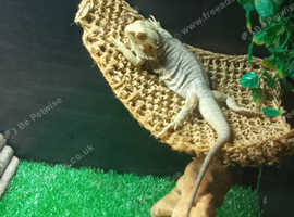Bearded dragon for sale