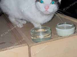 Found Black & White Cat