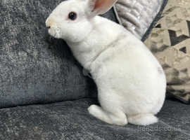 Mini rex hot sale for sale