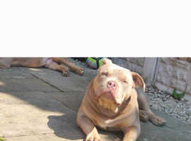 SOLD! Female Pocket American Bully - Blue Tri Color - Lilac Tri Carrier 