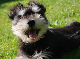 Eddie the Schnauzer