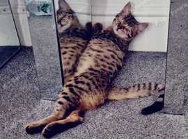 bengal