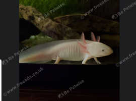 Axolotl