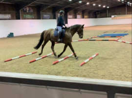 Proven Dressage/ Sweet Hacking Mare
