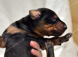 10 rare Doberman Leopard pups!