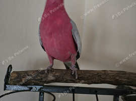 Gala Parrot With Cage