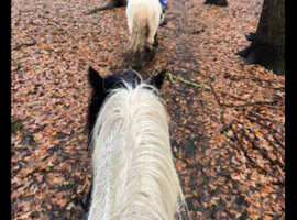 12.3 cob gelding