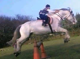 Ish mare 16.2