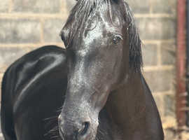 Stunning Black PRE Registered Mare 15.3hh