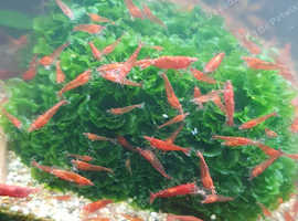 Red cherry shrimp