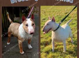 Miniature English bull terrier