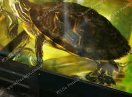 Diamondback terrapin + Yellow bellied slider