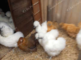 Silkie pullets 17 to18 weeks