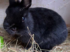 Pure Netherland Dwarf