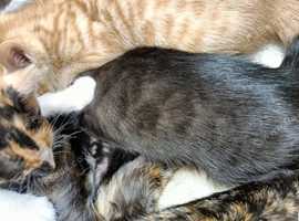 3 left Super RARE Black Ghost Spotted & Ginger Bengal X Babies