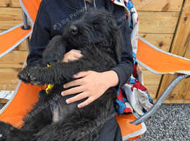 Giant Schnauzer x2 males available now