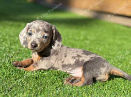 Miniature dachshunds for sale