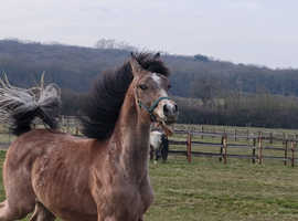 Stunning yearling colt available for sale to good home.