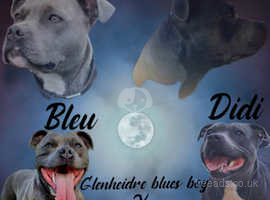 Blue Staffordshire bull terriers puppies