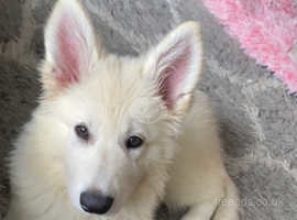 White swish shepherd puppy for sale