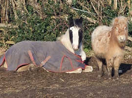 *WANTED* GRAZING LAND/SMALL YARD FOR RENT