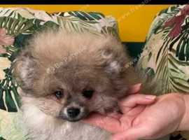 XXS Teacup Russian Pomeranian Male Puppy