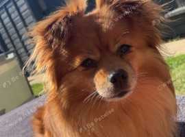dog looking for forever home