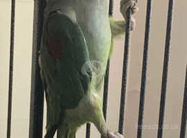 Alexdrine male parrot