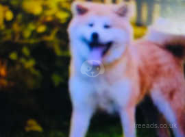 Akita puppies require a new home