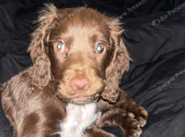 Male chocolate sprocker puppy