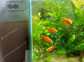 Four male Rosy Barbs