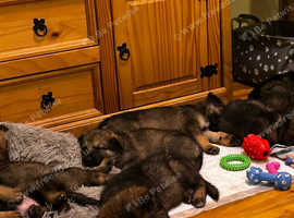 4 Stable GSD puppies looking for a new loving family