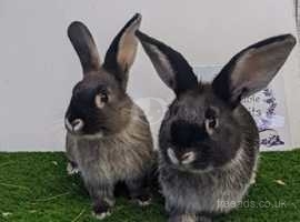 Fully vaccinated purebred young Sable rabbits looking for good homes - ready now!