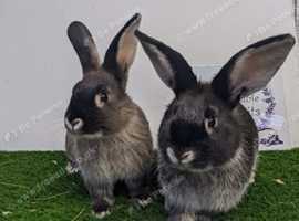 Fully vaccinated purebred young Sable rabbits looking for good homes - ready now!