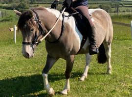 Lovely coloured Mare