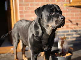 Rottweiler for Stud